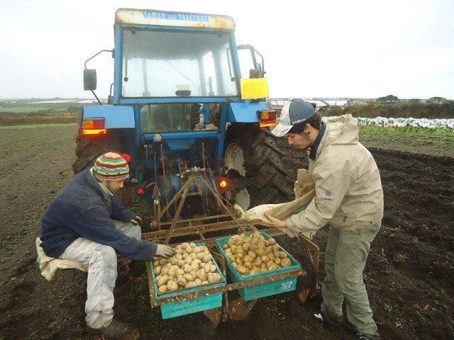 Врожайність картоплі значною мірою визначається якістю насіннєвого матеріалу та його передпосадкової підготовки