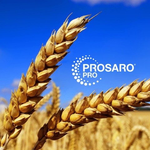 Prosaro® PRO є інноваційним засобом захисту рослин, який забезпечує преміальний захист від фузаріозу колоса та знижує рівень дезоксиніваленолу (DON