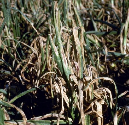 Пурпурова плямистість цибулі (Alternaria porri) 