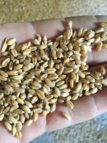 Питання підбору сортів пшениці ярої особливо актуальне сьогодні