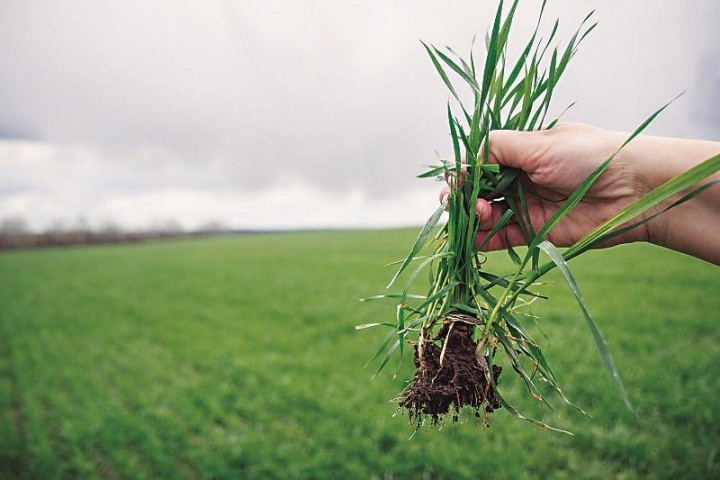 Використання регуляторів росту з ретардантною дією є невід’ємним елементом інтенсивної технології вирощування озимих зернових культур