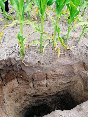  Всеки тип почва се характеризира със собствено разпределение на размера на частиците, специфично профилно разпределение на фракциите и определен състав на насищане на почвата с основи