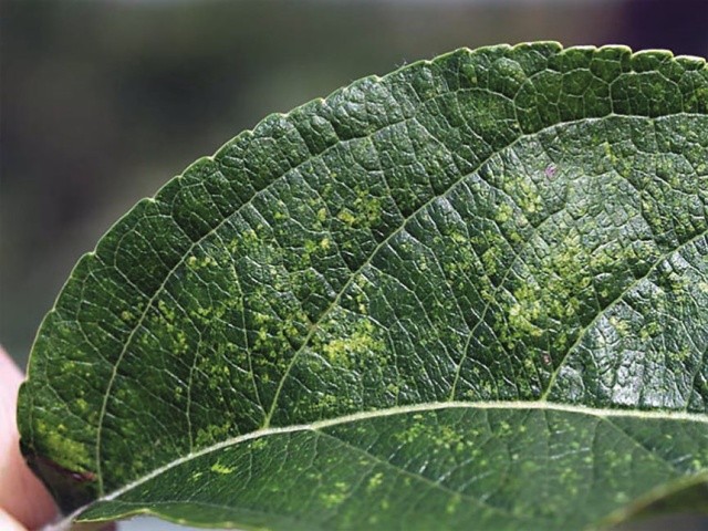 Розанова цикадка (Edwardsiana rosae L.)