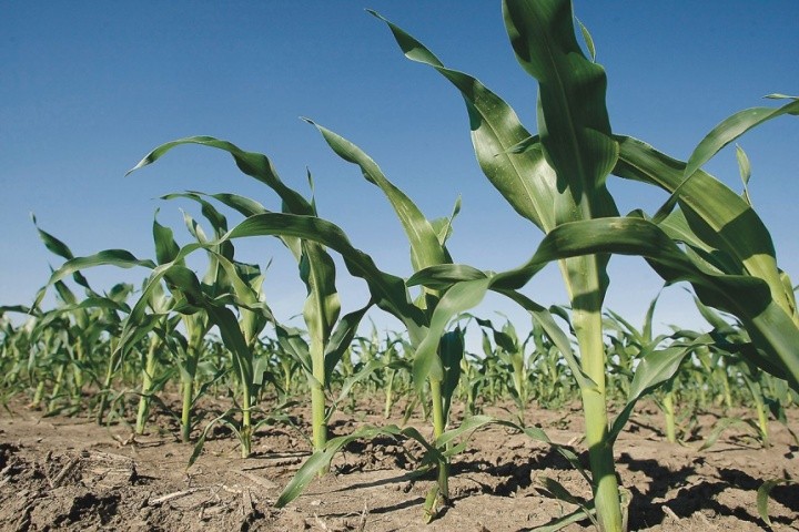 Потенціал урожайності кукурудзи на зрошенні сягає більше 40 т/га