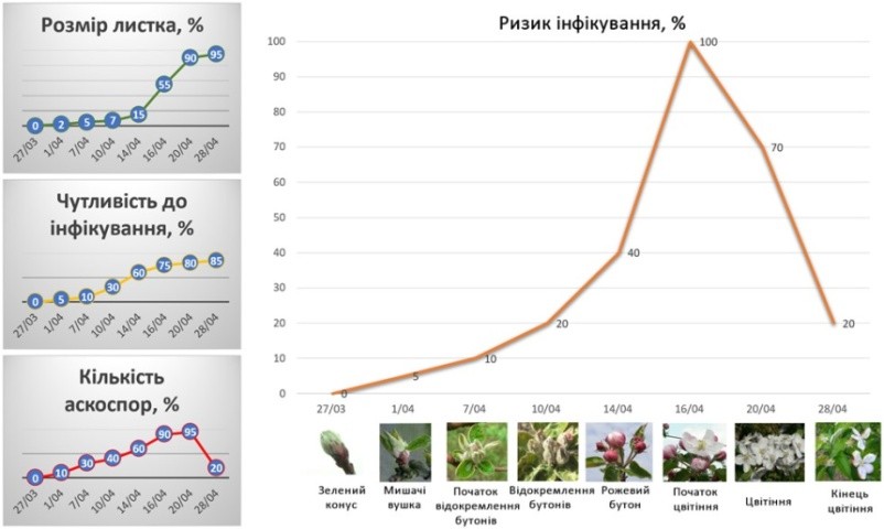 Ризик інфікування паршею яблуні (Venturia inaequalis) в весняний період 2024 року.