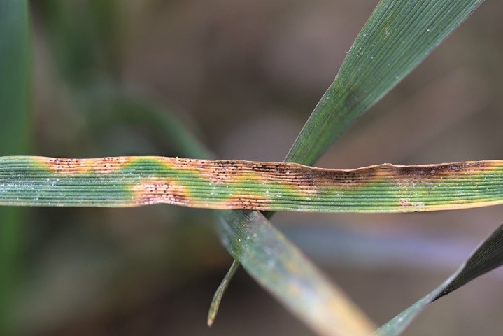 Септоріоз листя пшениці  (Septoria tritici Rob. et Desm.)