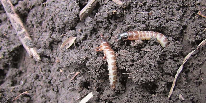 Гусениці озимої совки живуть переважно в ґрунті