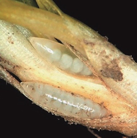 Личинки гессенської мухи у піхвах листків