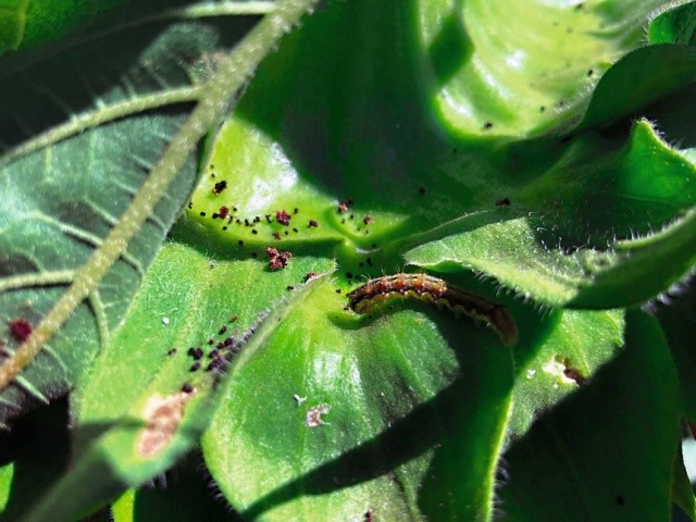 Шкідливий ентомокомплекс на посівах соняшника нараховує близько 60 видів комах із різних родин і рядів, переважно поліфагів