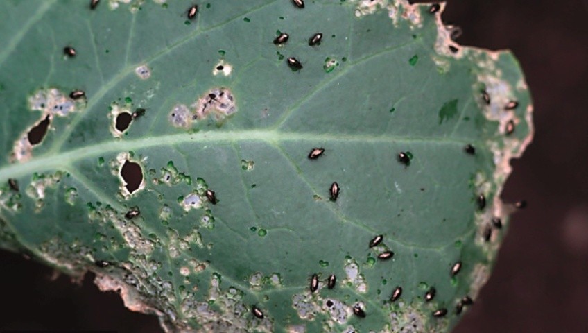 Капустяні блішки на листі ріпаку