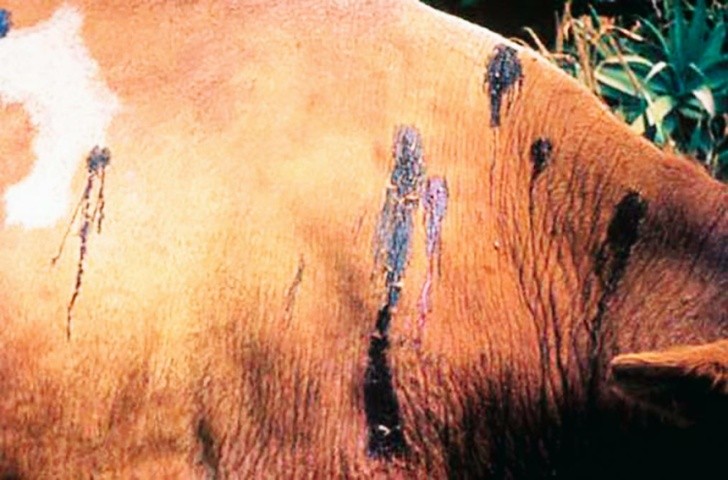 Фото 6. За парафіляріозу на шкірі хворих тварин з’являються припухлості величиною з горошину, які згодом починають кровоточити. Максимальна екстенсивність інвазії