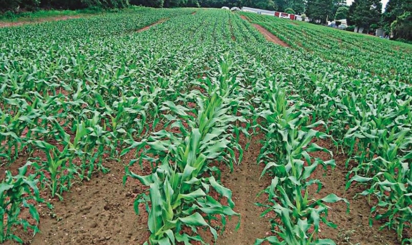 Ширина міжрядь впливає на засвоєння елементів живлення кукурудзою та її врожай
