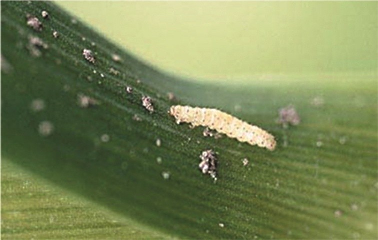 Зазвичай комаха проходить п’ять личинкових віків, які тривають від 11 до 23 днів
