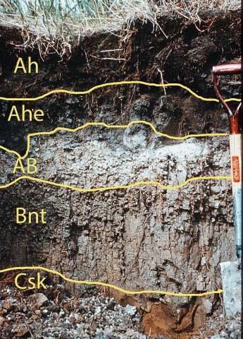 Солонці  — це галоморфні ґрунти із чітко вираженою текстурною диференціацією профілю