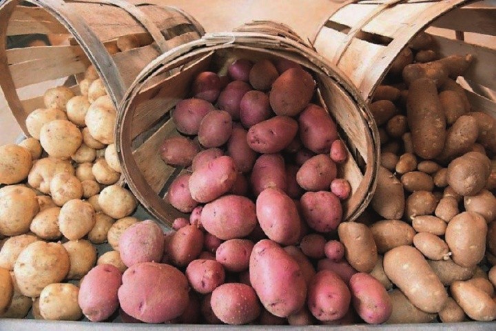 Сорт відіграє значущу роль у підвищенні врожайності картоплі