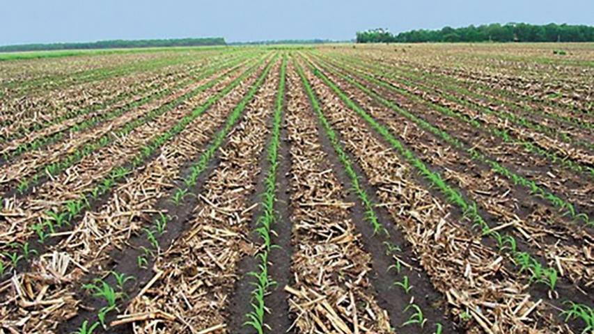 Збільшення врожайності до 20 % за рахунок кращого розвитку кореневої системи