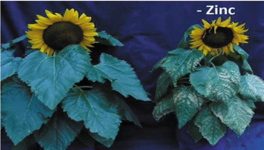 Симптомы недостатка цинка на растениях подсолнечника в период цветения культуры