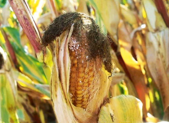 Пошкодження качана, спричинені кукурудзяним стебловим метеликом