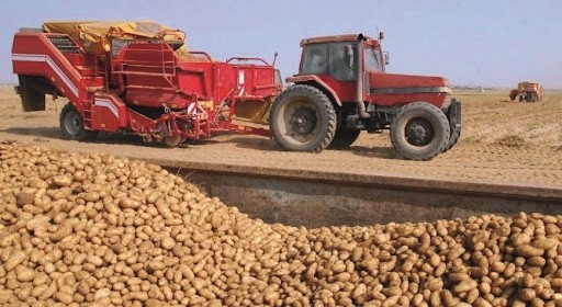 Сорти картоплі, яка переробляється, формують потужні рослини, слід вносити менше N на стартовому етапі