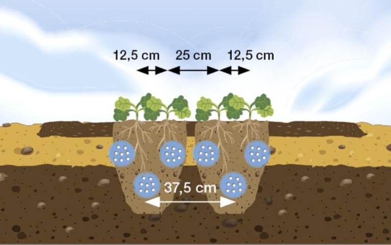 Посіви в подвійні рядки з міжряддям 12,5 см. Подвійні рядки отримують добрива зі смуг з відстанню 37,5 (35) см. Така організація посівів дозволяє проводити прополку.