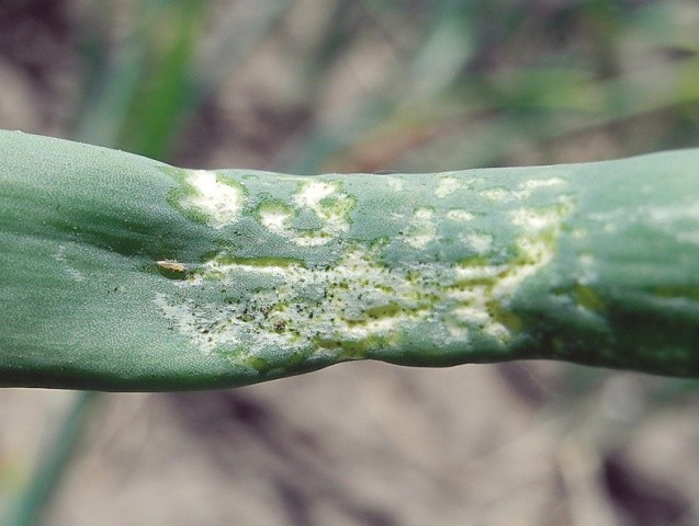 Цибулеві трипси (Thrips tabaci) 