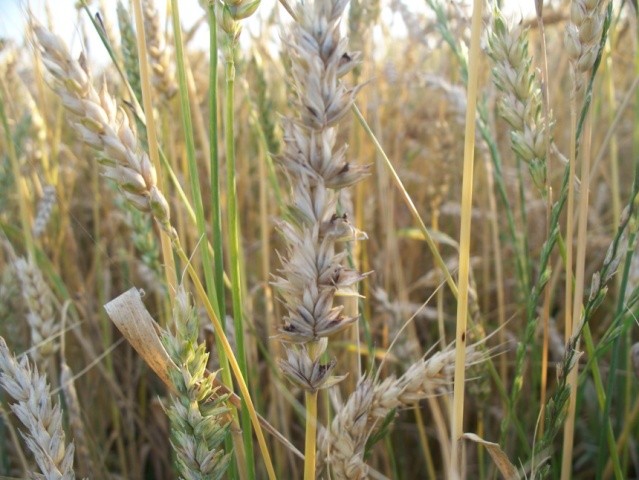Тверда сажка пшениці