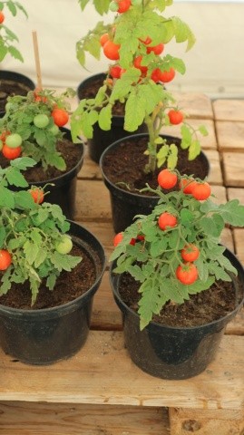 Деякі томати можна купити вже в горщику з дозріваючими плодами