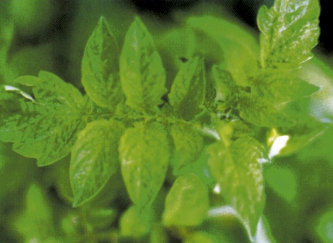 Хлороз верхніх листків томата, спричинений дефіцитом заліза