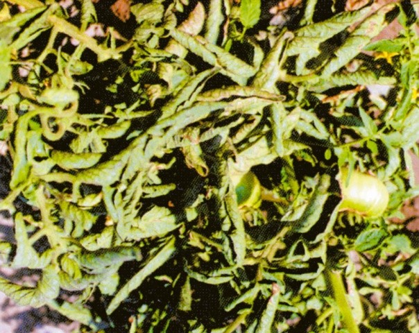 Неінфекційне закручування листя томата, викликане надлишком (отруєнням) азотом