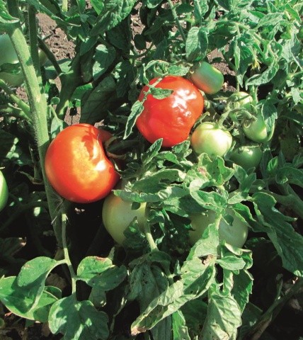 У погано облистяних, частіше у великоплідних сортів томатів і перцю, у спекотні сонячні дні плоди можуть отримати сонячні опіки