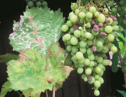 Останніми роками дошкуляє виноградним насадженням — оїдіум