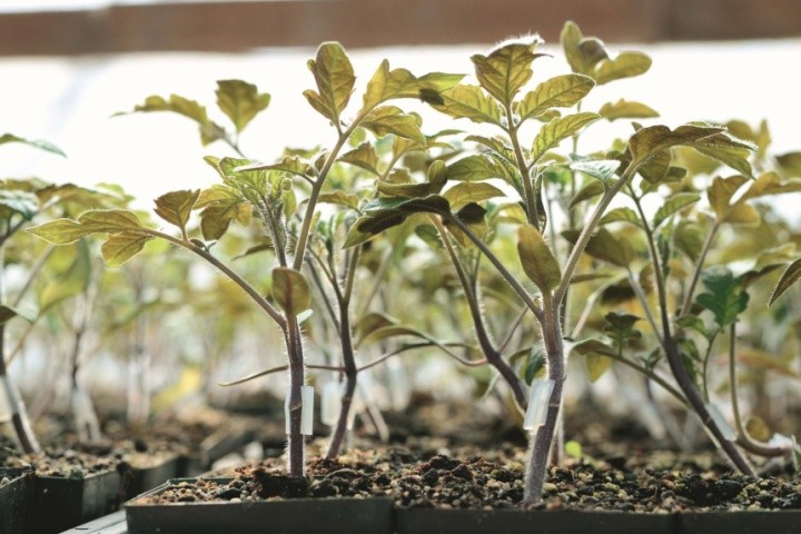 Щеплення рослин особливо рекомендоване в разі їхнього висаджування на довгий вегетаційний період — тобто з весни до пізньої осені