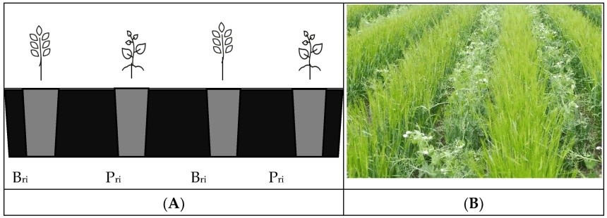 Рисунок 1. Схема розміщення рослин ( А ) та фото ( Б ) рядків ячменю та гороху, що вирощують у міжрядному посіві
