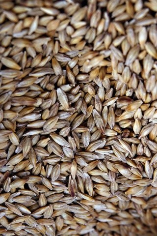 Якість насіння зернових перед обробкою протруйником повинна бути на рівні відповідних державних стандартів