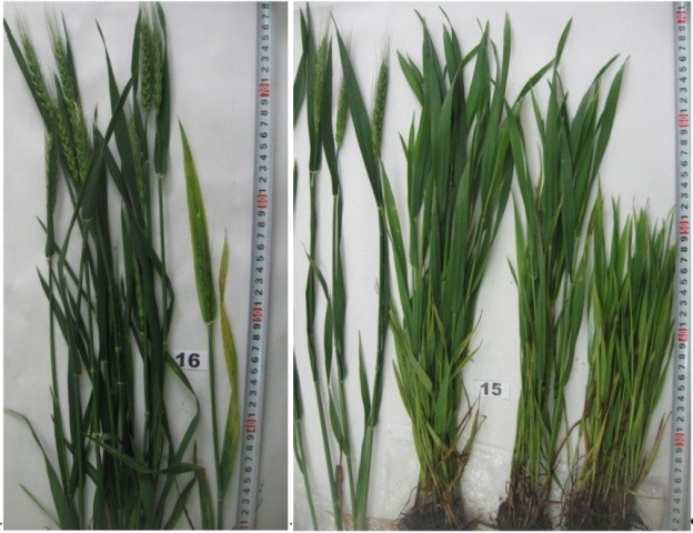 Рис. 3. Пшениця озима сорту Шестопалівка:16 - праворуч – уражена ВСМП;  15 - праворуч крайній сніп – невірусне ураження. Чітко помітна післядія різного ступеня холодового стресу (де більше огорнуло та повіяло холодом). Поблизу Ясенового яру в Полтавській обл., поле № 5