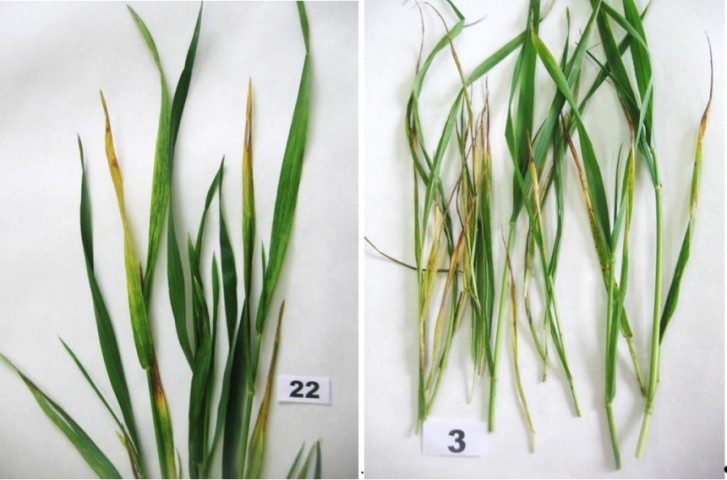 Рис. 4 Ліворуч - симптоми ВСМП у Вінницькій обл., сорт Актер; праворуч — пшениця озима, там же, сильний прояв холодового стресу, відмічено некротизацію листків, яка спостерігається після їх хлоротичності, подальший перехід в некрози, Вінницька обл.