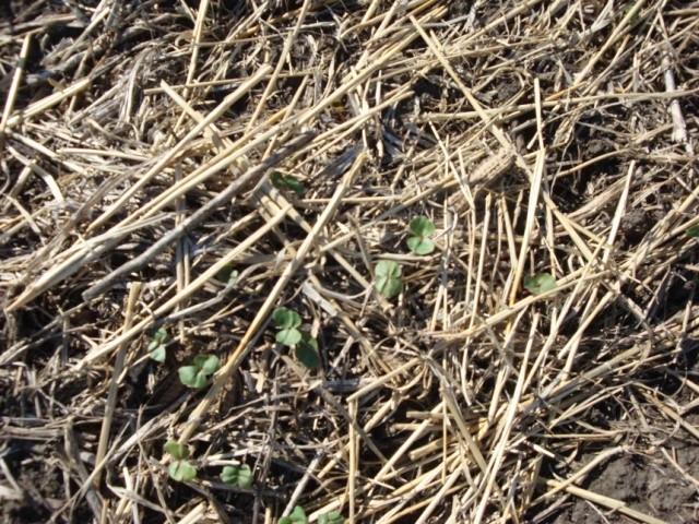 Шар мульчі на поверхні поля не дає ґрунту пересихати та захищає кореневу систему рослин від перегріву