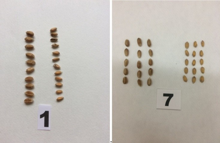 Рис. 8. Вплив на зернову продуктивність пшениці: 1 – вплив ВСМП (праворуч), сорт Коломак; 7 – вплив холодового стресу, а саме добового перепаду температур понад 18 º С (праворуч), сорт Богдана. Ліворуч на обох фотографіях — зерно зі здорових рослин 