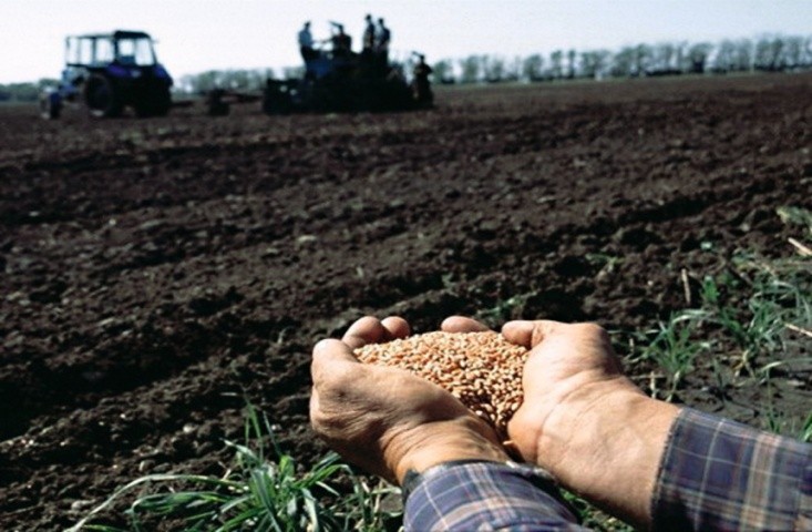 В Україні спостерігається коливання показників посівних площ пшениці ярої і це пов’язано не лише з погодою, а і з війною