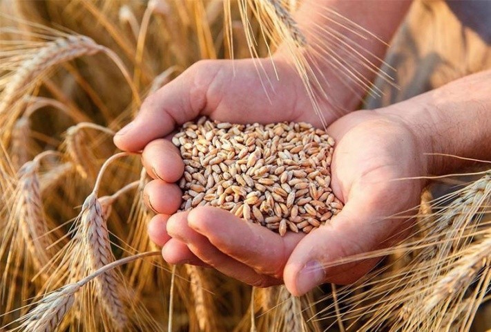 Вартість пшениці на світовому ринку агропродукції, приблизно до середини жовтня, зросте на 25–30 %