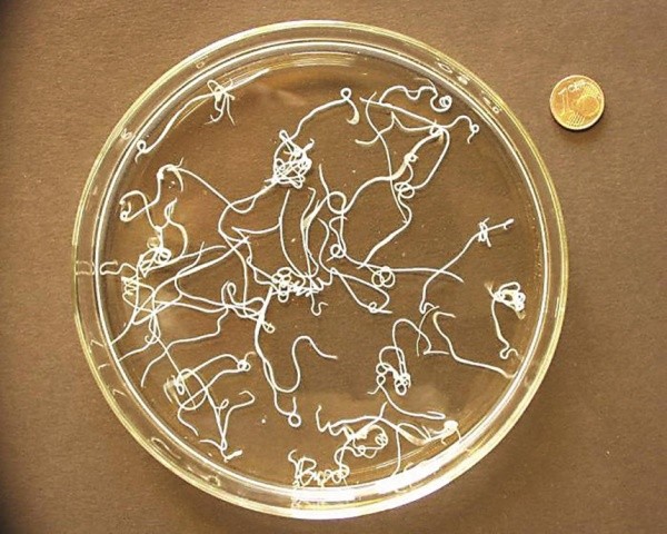 Гельмінт Dictyocaulus у чашці Петрі та монета в 1 цент (у верхньому правому куті), щоб показати, наскільки великі дорослі особі цього паразита