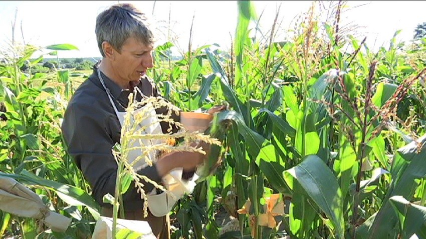 Вирощувати солодку зернову значно вигідніше, на український ринок, для власного споживання, в тому числі