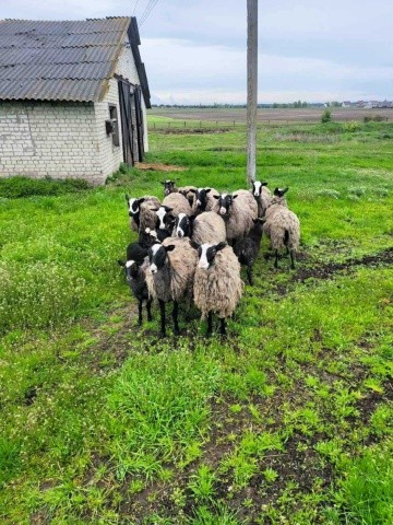  На сьогодні маємо в господарстві стадо овець на 86 голів, 1000 курей, 50 свиней. Поки що тваринництвом займаємось більше для внутрішніх потреб