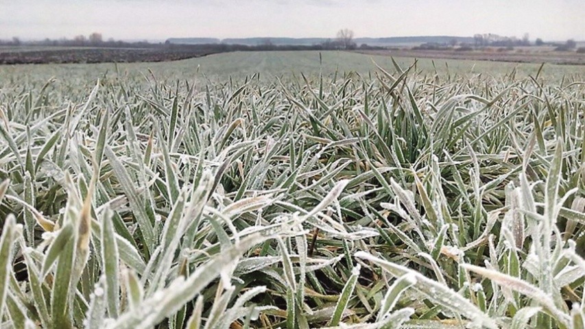 Вимерзання рослин пшениці озимої відбувається при критичних мінусових температурах (14…17°С) ґрунту