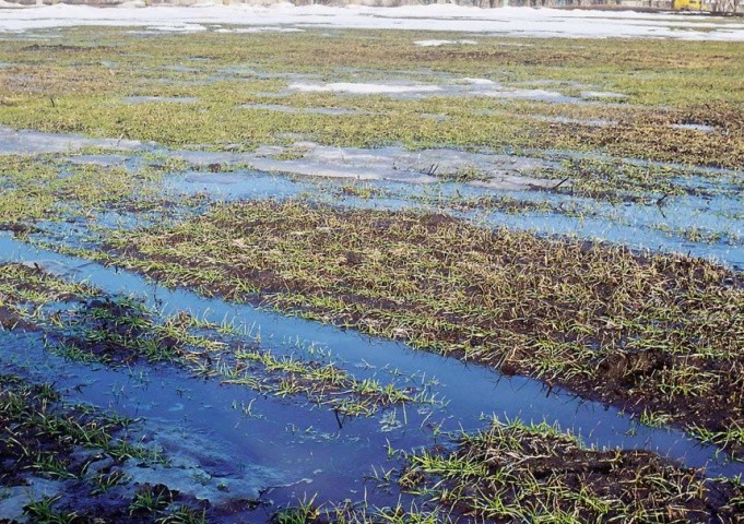 Вимокання — це тривале затоплення озимини талими або дощовими водами, яке спричиняє загибель рослин