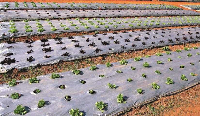 Зручно вирощувати салат із застосуванням мульчуючої плівки з прорізами для рослин