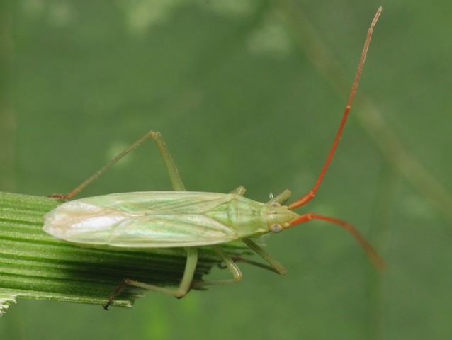 Хлібний клоп (Trigonotylus ruficornis Geoffr.)  широкий поліфаг, пошкоджує всі продовольчі і кормові культури