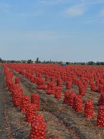 Якщо деякі посіви цибулі по господарствах регіону «горіли» під пекельним сонцем, Мелорі F1 і Сонома F1 проявили стійкість до екстремальних кліматичних випробувань