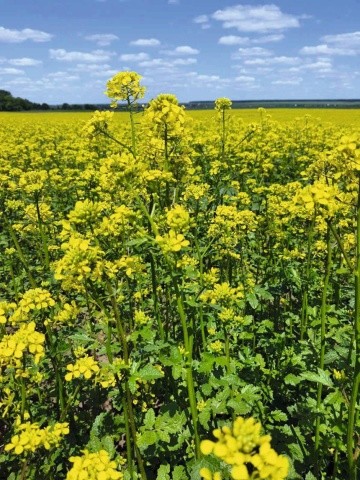 Гірчиця збагачує ґрунт азотом, зазвичай збільшує вміст сухої речовини в подальшій культурі картоплі та вихід бульб