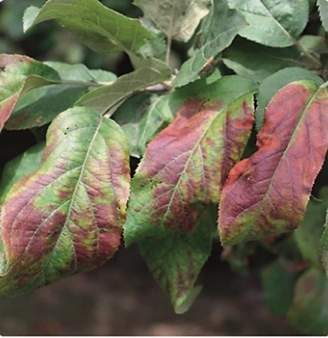 Яблунева листоблішка (Psylla mali Schm.)
